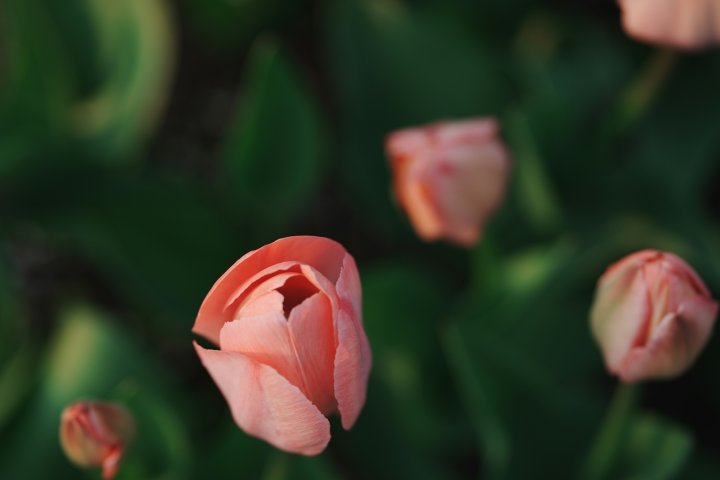 20. März – Frühlingsanfang und Internationaler Tag des Glücks